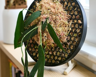 Koto - The Moss Habitat