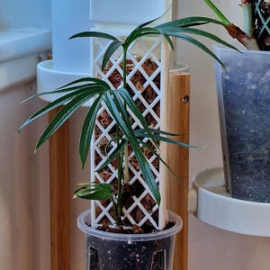 Demi-D-Shaped Moss Pole - Diamond Pattern – Stackable & Extendable Up To 3 Ft -Comes With Drip Cap to Make Self-Watering - Add Sphagnum Moss