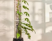 anthurium andraeanum & 39 Anthurium andraeanum  Ecuagenera USA Corp