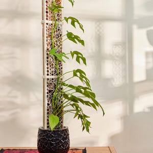 D-Shaped Moss Pole - Monstera Pattern – Artist-Designed, Stackable, Modular & Extendable. Heavy Duty for Large Plants - Add Sphagnum Moss