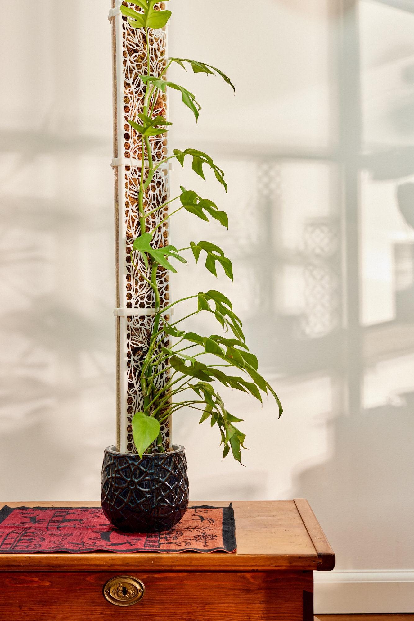 philodendron monstera minima Rhaphidophora tetrasperma – Mini Monstera for Small Spaces main image 1