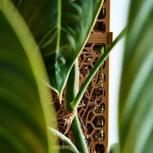 philodendron gloriosum pot Philodendron Gloriosum — Aroidasia