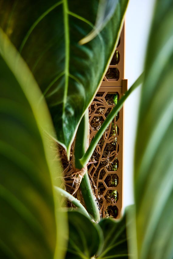 D-frmige Moosstangen-Kit - Monstera Muster - Etsy.de