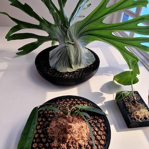 「PLATYCERIUM 2nd EDITION」　送料無料♪ ビカクシダ veitchii wild 2nd limited Edition  Limited