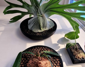 Koto - The Moss Habitat