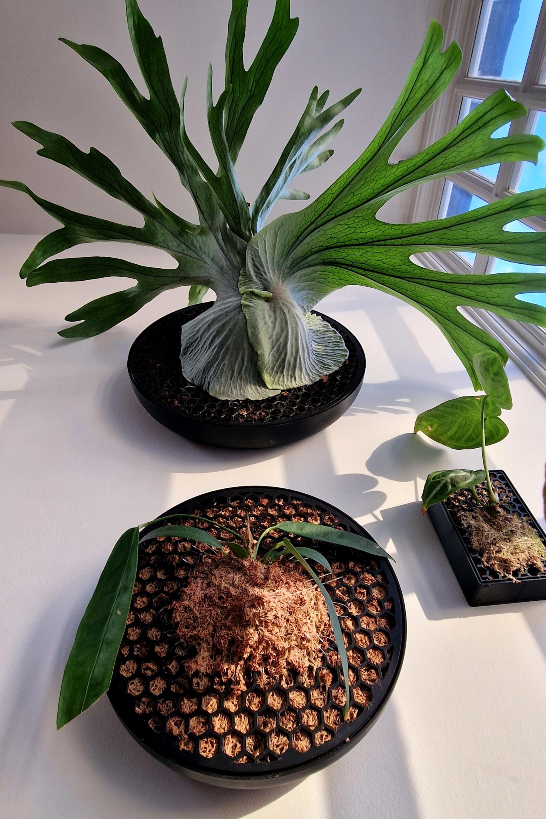Staghorn fern plant - Etsy sterreich