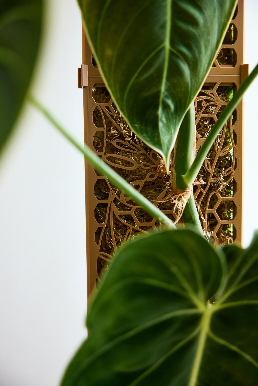 D-shaped Moss Pole Kit - Monstera Pattern - Etsy