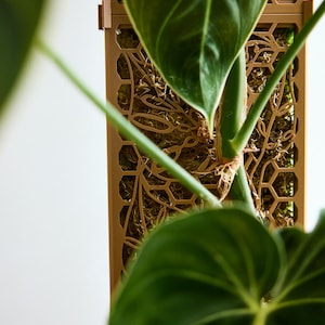 Puede incluir: Un enrejado para plantas rectangular de color beige con un patrón geométrico de panal. La estructura está rellena de musgo esfagno de color marrón claro y sostiene una planta de hojas verdes en forma de corazón con venas marcadas.