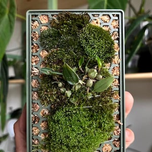 Könnte beinhalten: Ein quadratischer grüner Pflanzer mit einem Wabenmuster an den Seiten. Der Pflanzer ist mit Moos und einer kleinen Orchideenpflanze gefüllt.