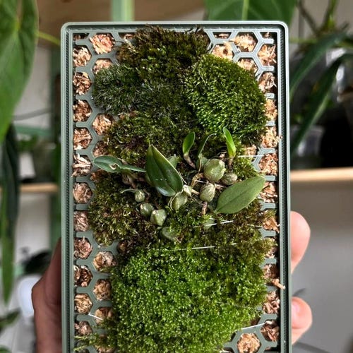 Tupa - The Moss Habitat