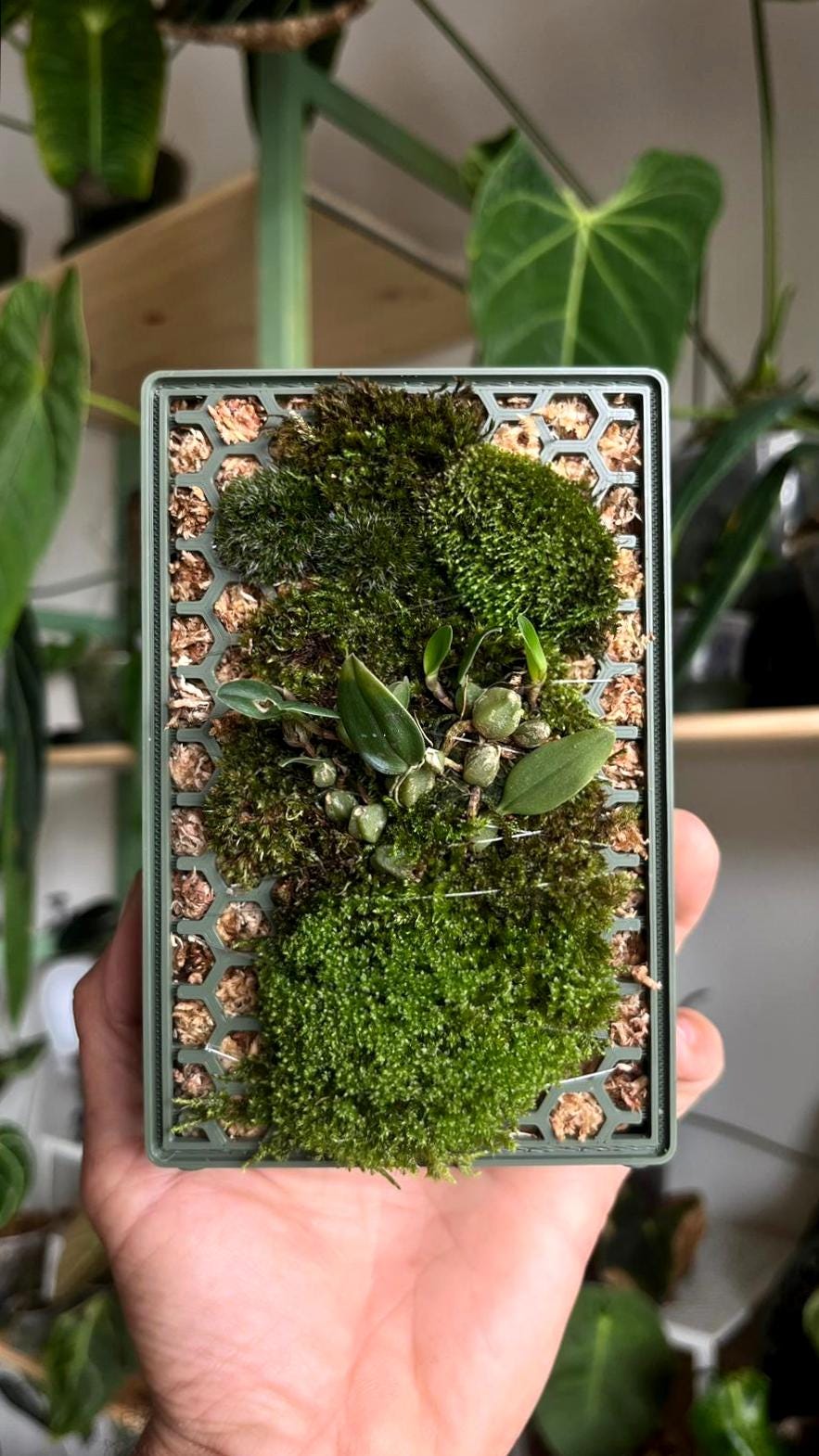 The Moss Habitat "Tupa" - 3-in-1 Sphagnum Frame for wall, shelf, or centrepiece - Lightweight planter - For Orchids, Platyceriums, and more!