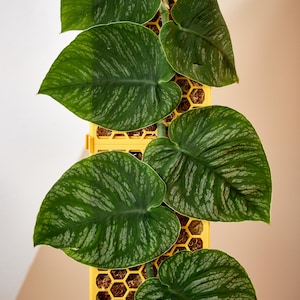 D-Shaped Moss Pole Kit - Honeycomb Pattern