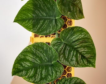 D-Shaped Moss Pole Kit - Honeycomb Pattern