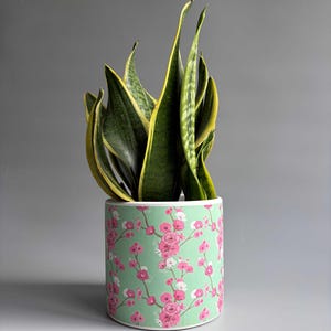 May include: A cylindrical plant pot featuring a light mint green background with a repeating pattern of pink and white cherry blossom branches. A tall snake plant with dark green leaves and yellow edges grows out of the top of the container.