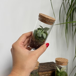 Mini Fittonia Terrarium - Ready-Made Glass Ecosystem