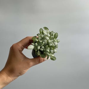 Fittonia Nerve Plant: Mosaic Terrarium Plant - Live Indoor Plant