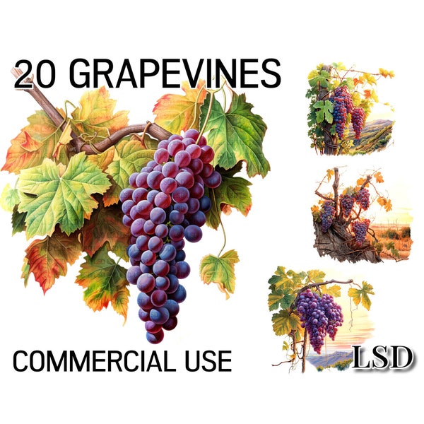 20 Vineyard Watercolour Clipart Images Bundle, Grapes on the Vine Images for French Themed Projects-Digital Download