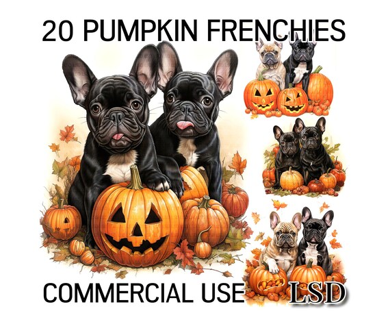 Top 20 Benefits of Having a French Bulldog – Frenchie  