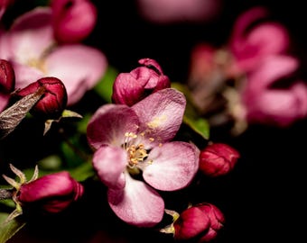 Pink Blossom Macro Photography Print: Spring Floral Wall Art