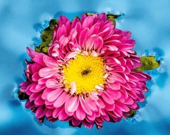 Petal Pop - Macro Flower Fine Art Print
