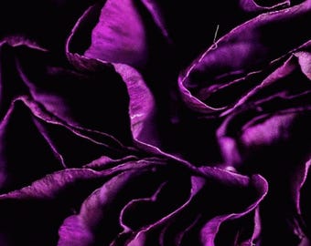 Purple Bloom - Macro Flower Fine Art Print | Bold & Vibrant Floral Photography | Violet Wall Decor