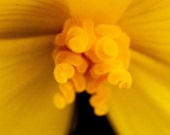Yellow Burst - Yellow Flower Fine Art Print