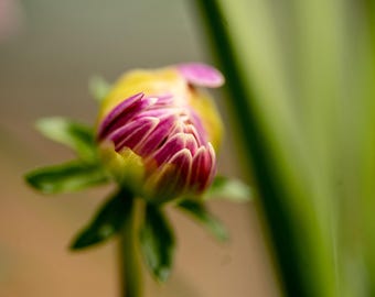 Pink Blossom Macro Photography Print: Floral Close-Up, Botanical Wall Art