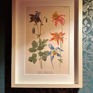 Original printed pictures from antique 1930s nature book, comes with frame (plastic frame with acrylic glass)