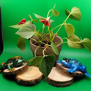 Puede incluir: Una planta en maceta con hojas verdes y flores rojas está centrada frente a un fondo verde. Dos figuras decorativas de rana, una verde y otra azul, descansan sobre pequeñas rodajas de madera. Las ranas están a ambos lados de la planta.