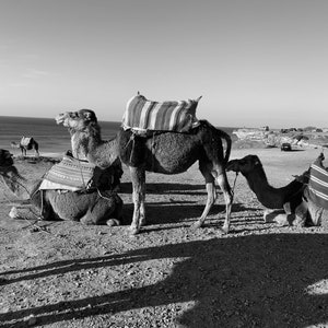 Camels in Morocco