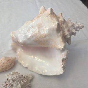 May include: A large, white seashell with a pink interior. The shell has a pointed, spiral shape and a smooth, glossy surface.