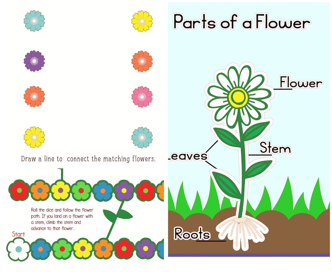 Flowers Lesson Plan Etsy