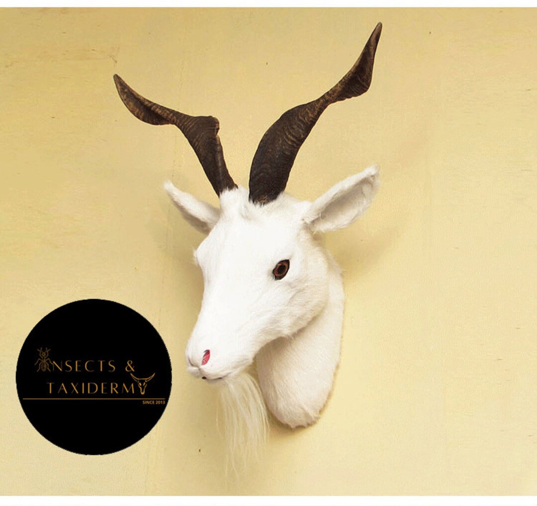 Taxidermy Goat Real Horn Goat Head Wall Decoration Etsy