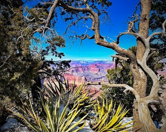 Grand Canyon Framed by Trees