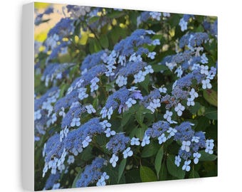Blue Hydrangea Photo Matte Canvas Flower Home Decor Rhode Island Beach House Decor