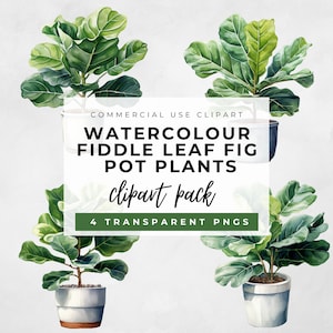 Puede incluir: Ilustración en acuarela de cuatro plantas de higuera de hoja de violín en macetas blancas y gris oscuro. La imagen incluye el texto "WATERCOLOUR FIDDLE LEAF FIG POT PLANTS clipart pack 4 TRANSPARENT PNGS".