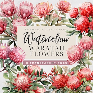 Australische inheemse bloemen clipart, Waratah bloemen transparante PNGs, Aussie Flora clipart, aquarel bloemen tropische kerstbloemen, PNG