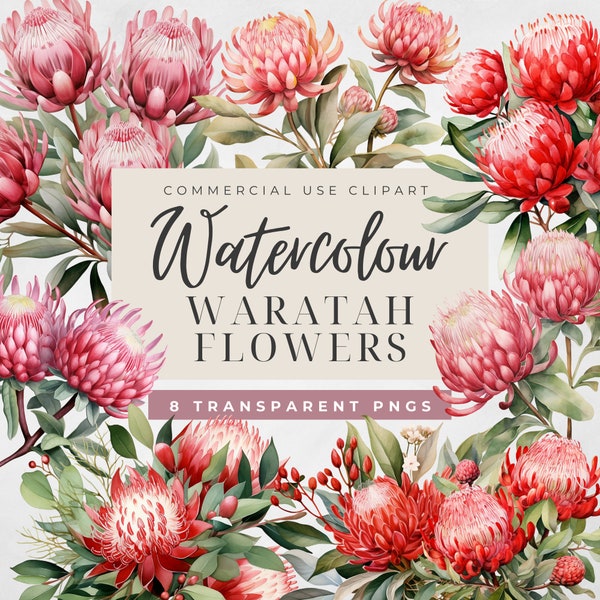 Australian Native Flowers Clipart, Waratah Flowers Transparent PNGs, Aussie Flora Clipart, Watercolor Floral Tropical Christmas Flowers, PNG