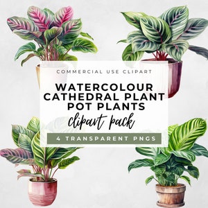 Peut inclure: Illustrations à l'aquarelle de plantes Calathea Cathedral en pots. L'image présente quatre arrangements de plantes différents avec des feuilles vertes et roses. Le texte indique "WATERCOLOUR CATHEDRAL PLANT POT PLANTS clipart pack 4 TRANSPARENT PNGS."