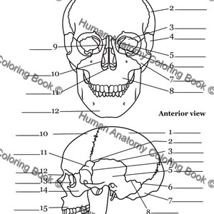 human-anatomy-coloring-books-and-study-guide-100-illustrations-pdf