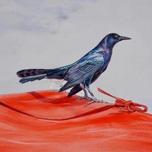 Grackle Bird Original Watercolor Painting