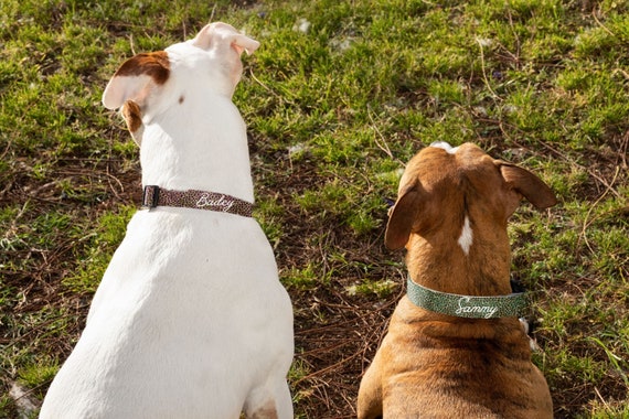 michael kors dog collar