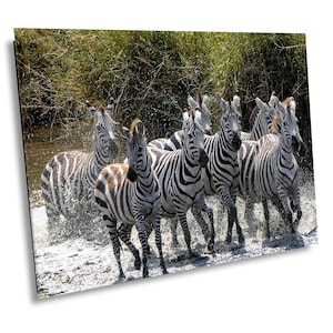 Zebra Safari Wall Art - African Wildlife Print with Zebras in River - Jungle Animal Photo Print Decor for Home, Office, or Nursery Room Wall