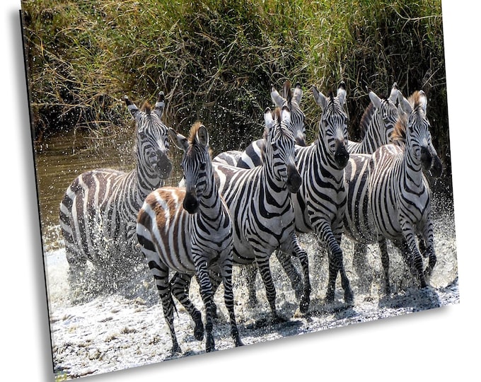 Zebra Safari Wall Art - African Wildlife Print with Zebras in River - Jungle Animal Photo Print Decor for Home, Office, or Nursery Room Wall