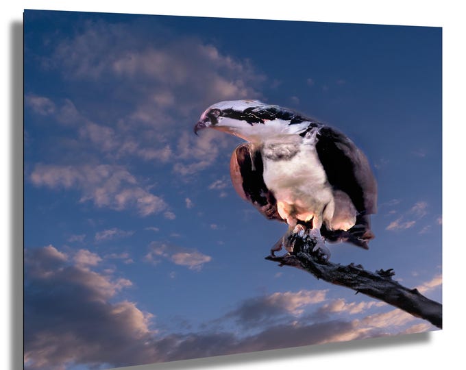 Osprey on Caddo Lake, Texas Lakes, Spooky Lake,