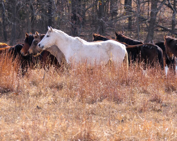 White Mare in Serene Horse Field - Wildlife Animal Art Canvas Print, Western Nature Photography Artwork for Office or Home Wall Decor