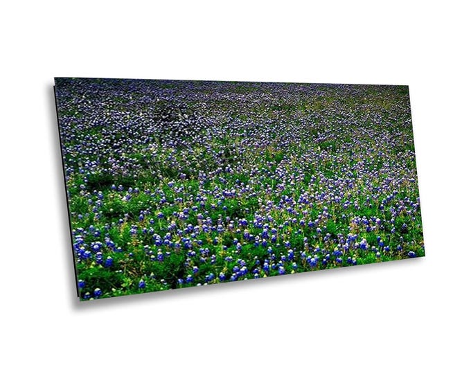 It Must Be Spring 3 - Texas Bluebonnets Canvas Wall Art of Spring Blooms - Majestic Flower Photography Print for Office or Home Room Decor