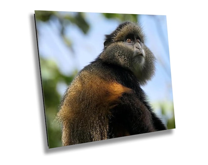 Golden Monkey Closeup Safari Wall Art, African Jungle Wildlife Photography, Exotic Animal Print, Safari Animal Wall Art Nature Room Decor