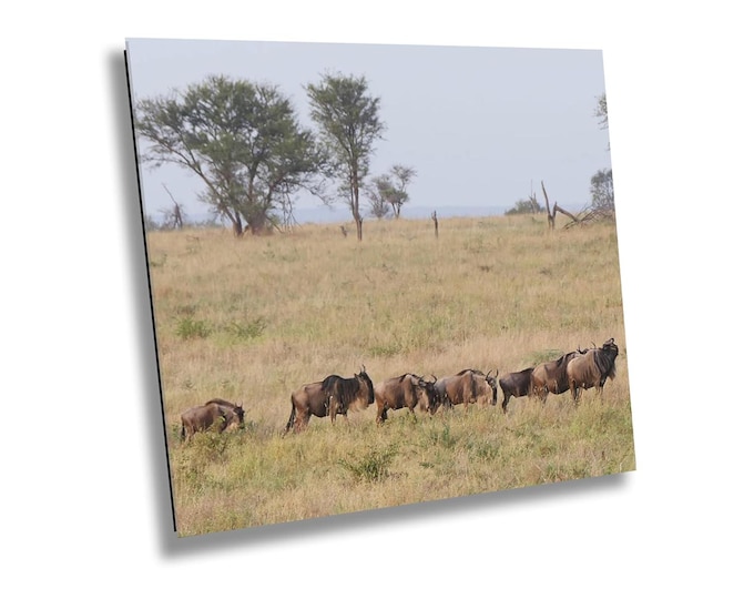 Herd of Wildebeest in Jungle Safari Art, Africa Wildlife Safari Wall Art, Wild Animals Photography Print, Jungle Animals Nursery Room Decor