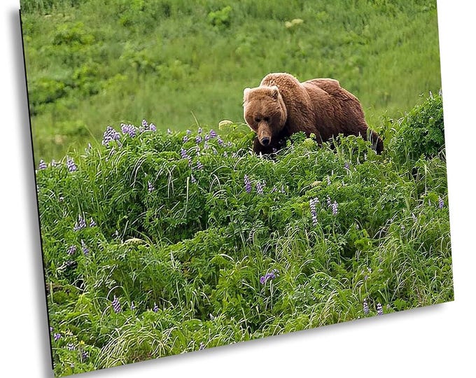 Bear in the Flowers, Alaska Bear Encounter Canvas Print, Stunning Wildlife Blooming Flowers Travel Photography For Office or Home Wall Decor